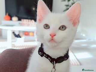 British Shorthair cats - Advert 1