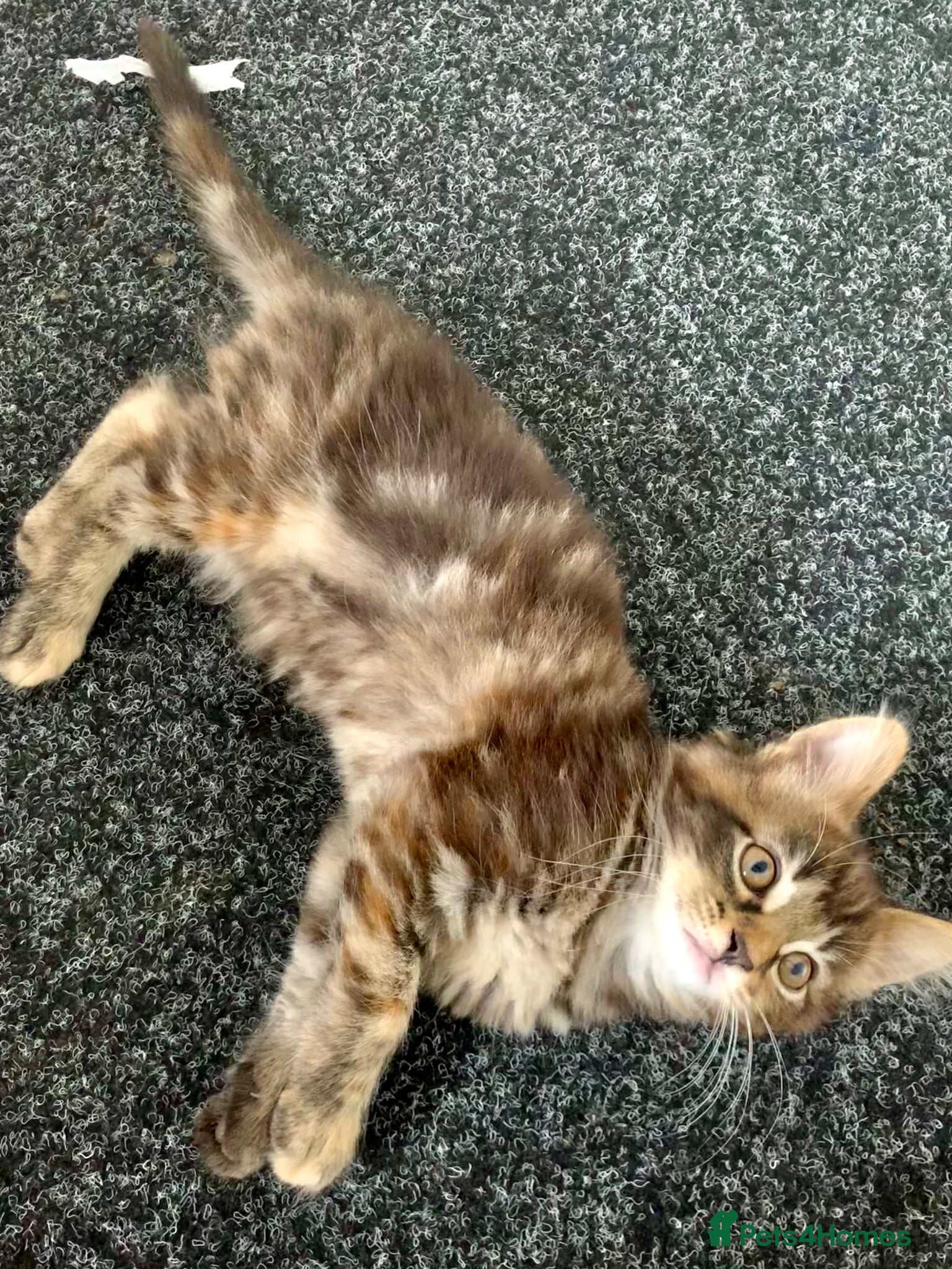 Mixed Breed cats Mixed Main Coon kittens  - Advert 12