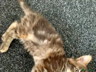 Mixed Breed cats Mixed Main Coon kittens - Advert 12