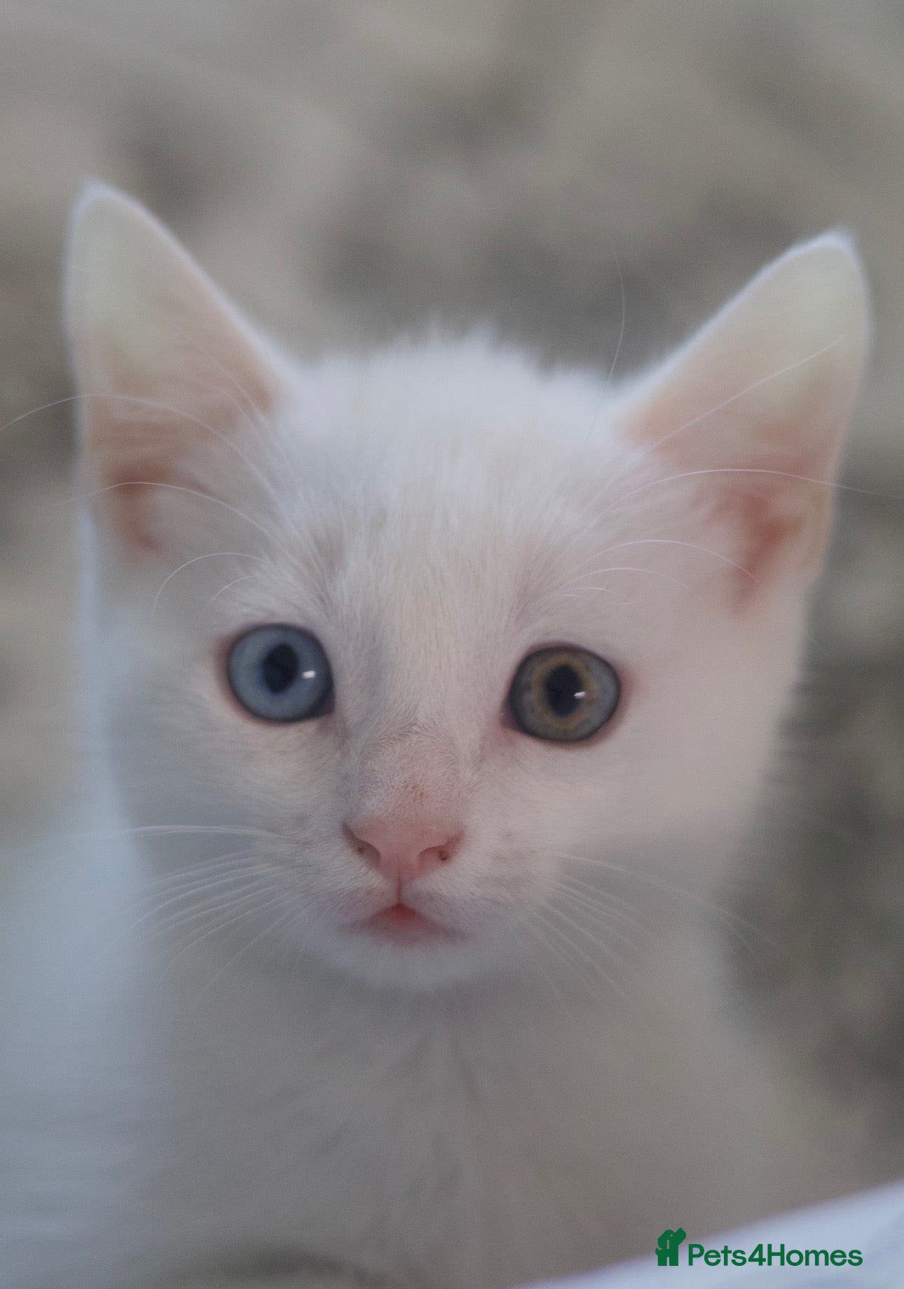 American Shorthair cats 5 kittens and 2 cats are looking for a new home.  - Advert 11
