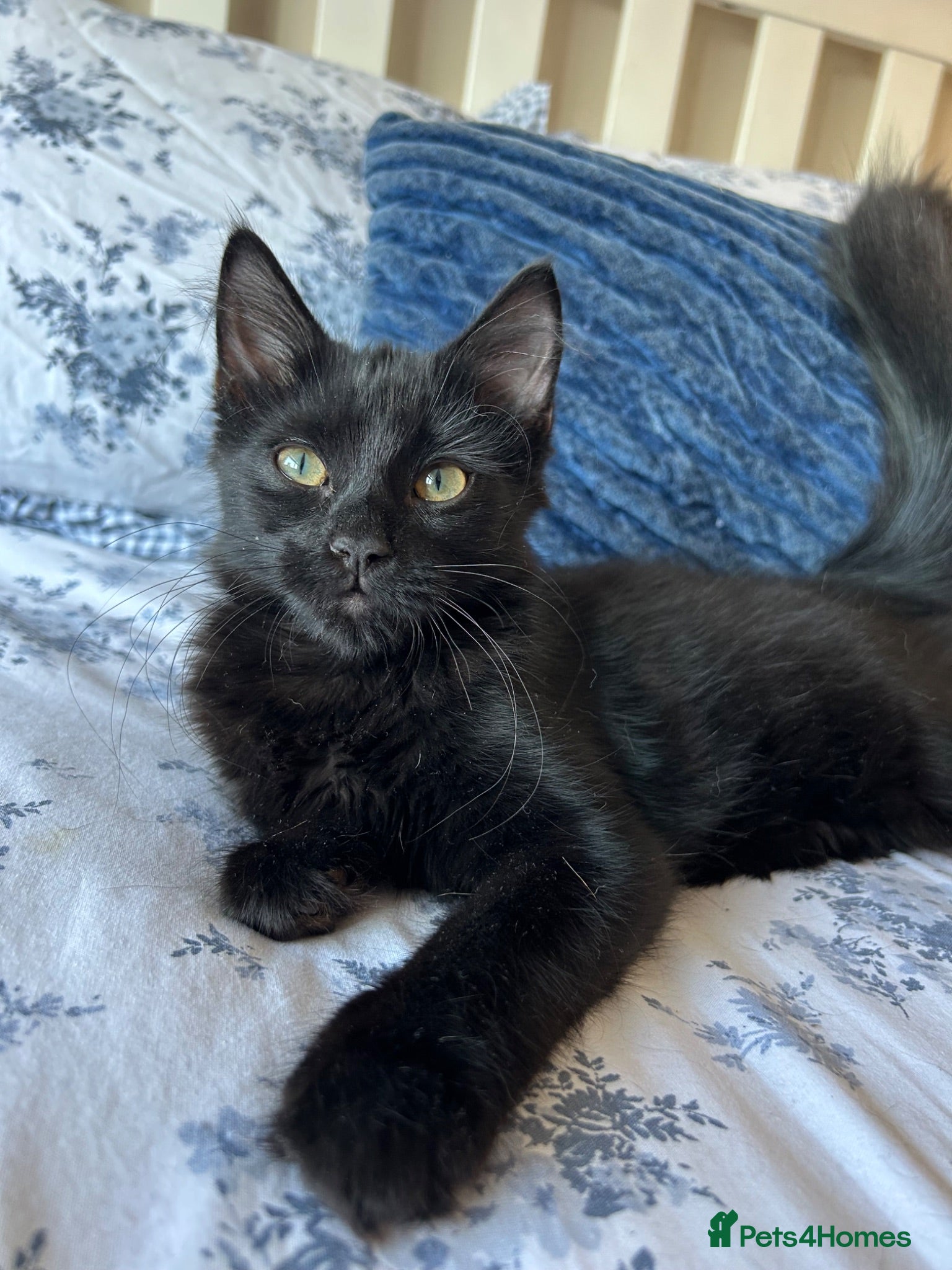 Mixed Breed cats 2 beautiful black kittens - Advert 1
