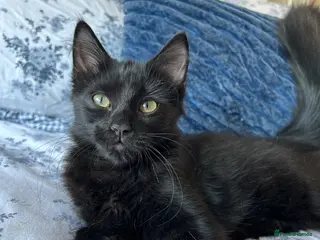 Mixed Breed cats 2 beautiful black kittens - Advert 1