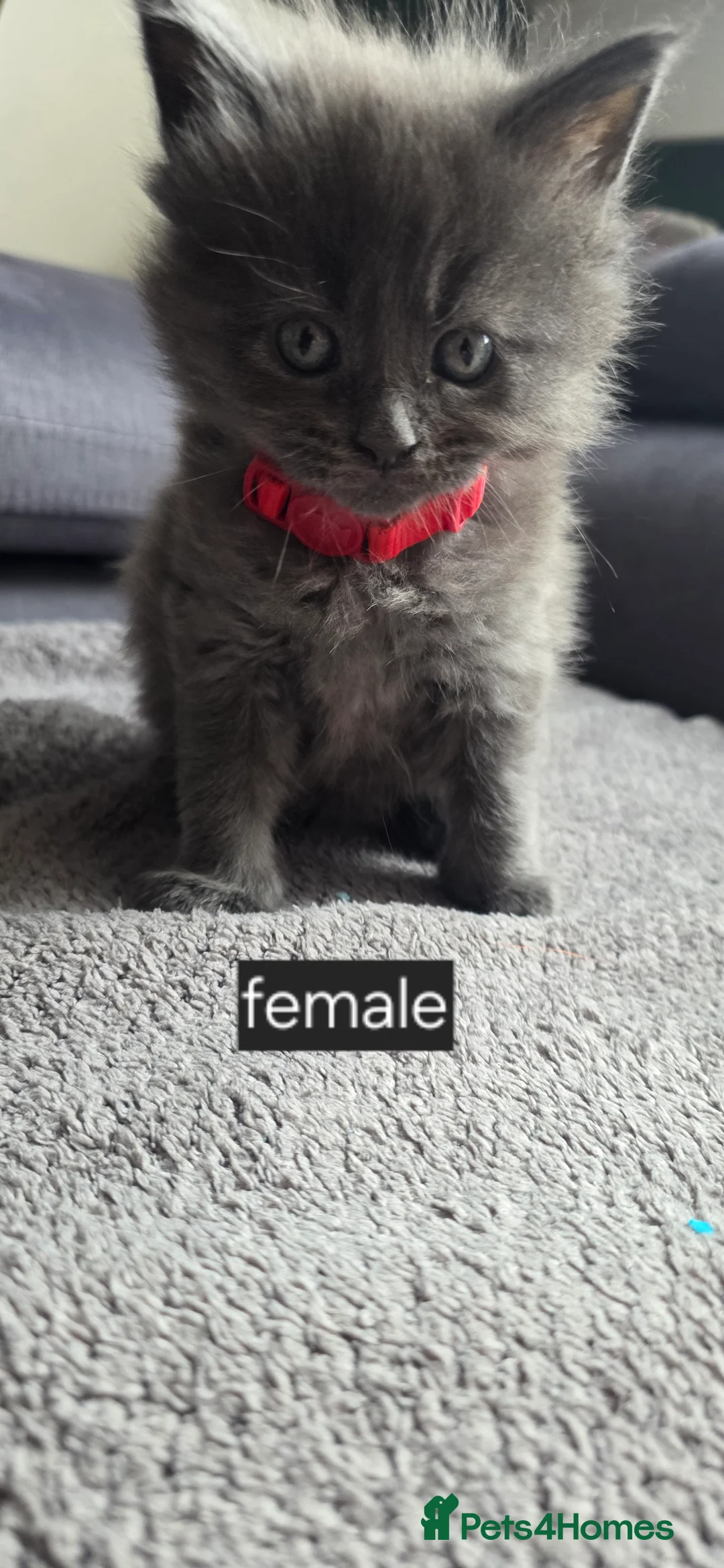 Maine Coon cats for sale: Maine Coon  in Blairgowrie - Advert 2