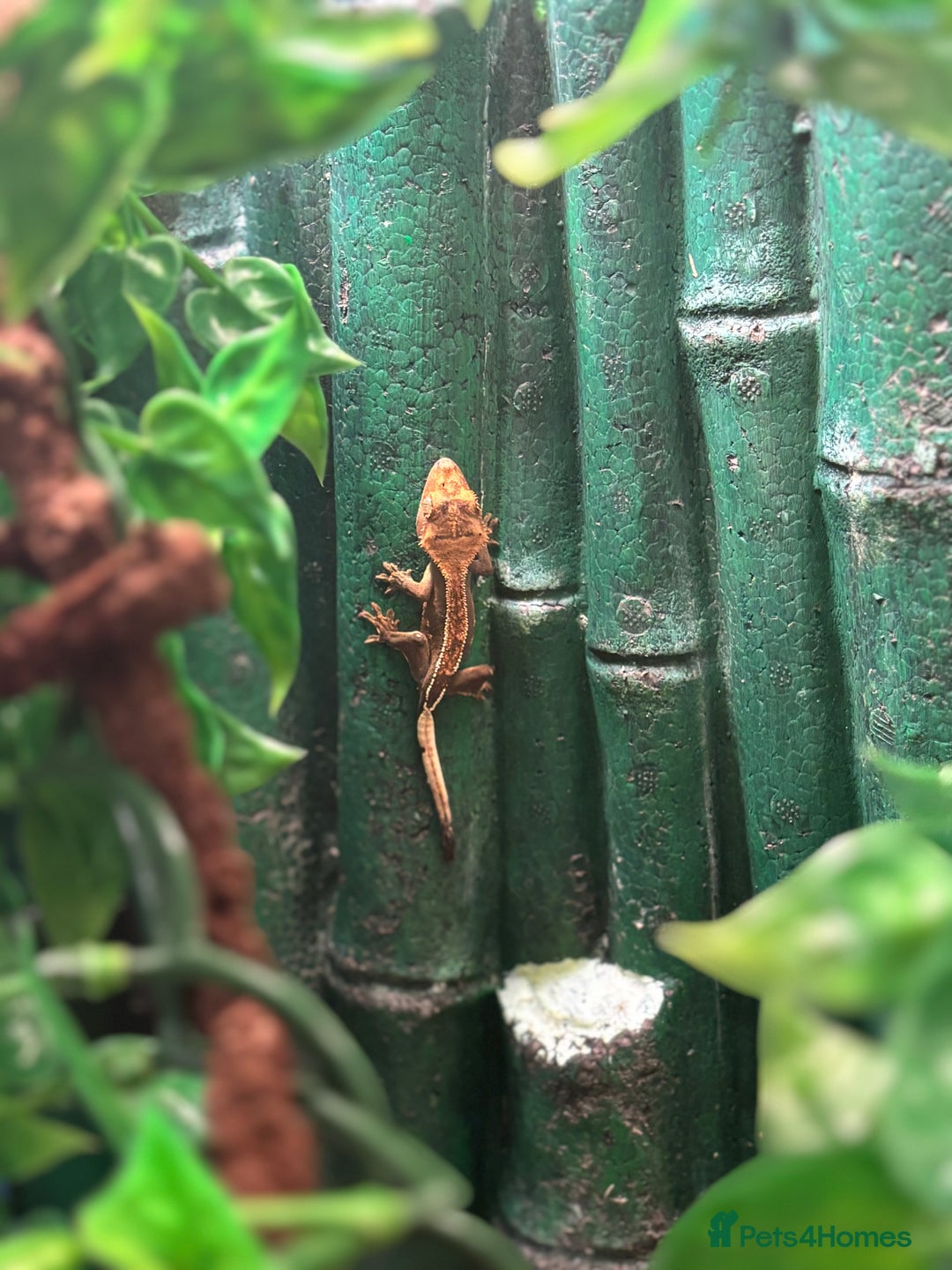 Gecko reptiles for sale: Female Gecko  - Image 5