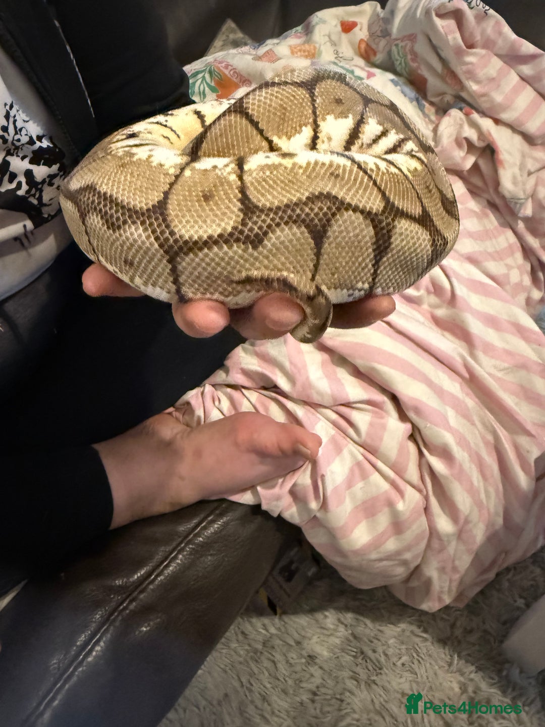 Python Snake reptiles for sale: CB23 bumblebee ball python (spider) - Image 3