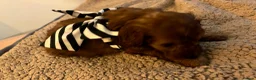 Cavapoo dogs for sale: Cavapoo F1B Beautiful puppies Due 20th June  - Advert 3