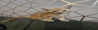 Kitten one
