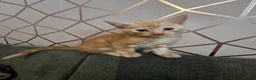 Mixed Breed cats for sale: 4 female kittens for sale in Caerphilly - Advert 11