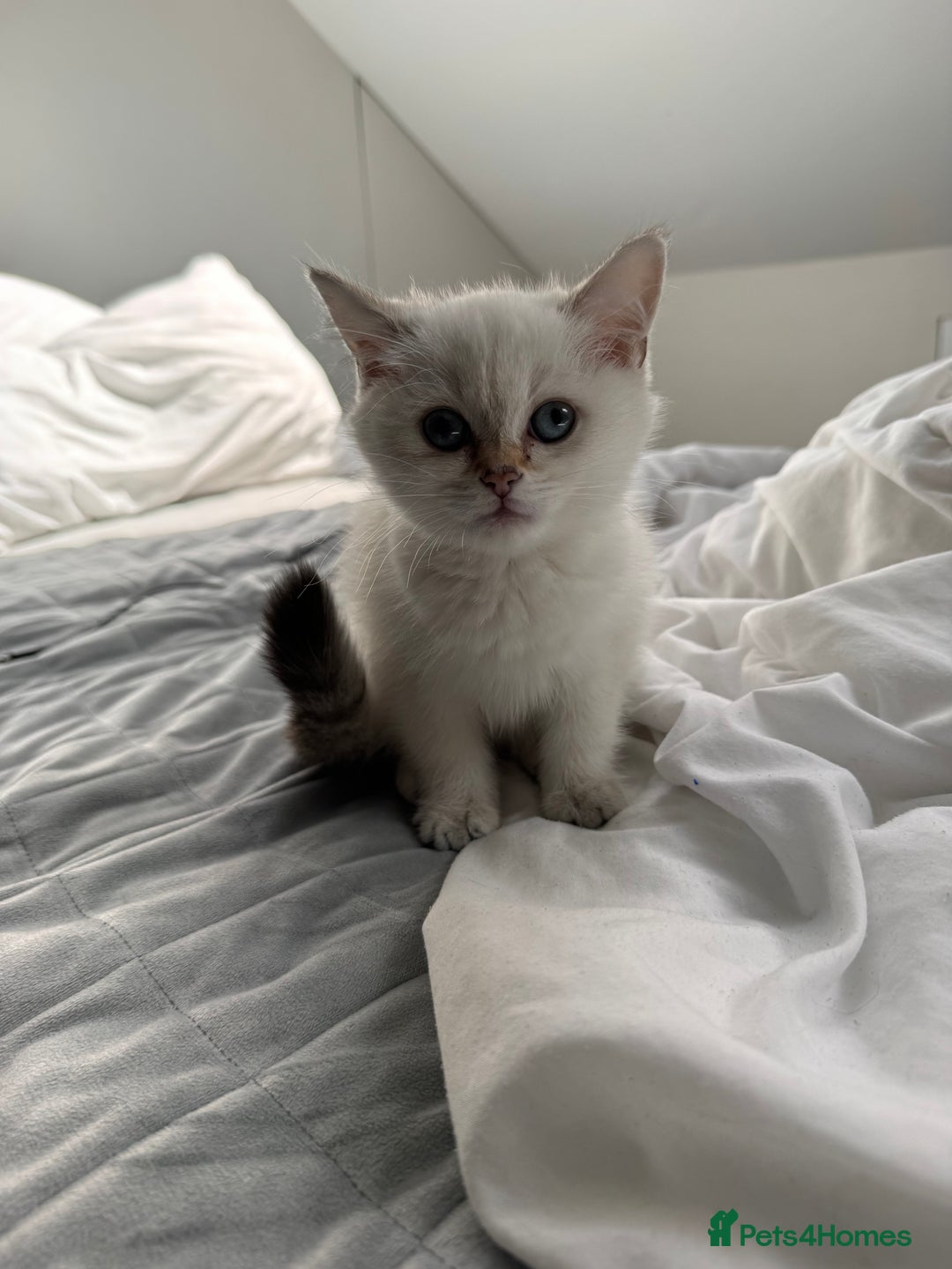 British Shorthair cats for sale: Adorable kitten for sale - Image 2