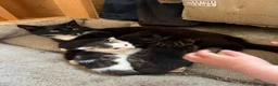 Mixed Breed cats for sale: Kittens for sale  - Advert 2