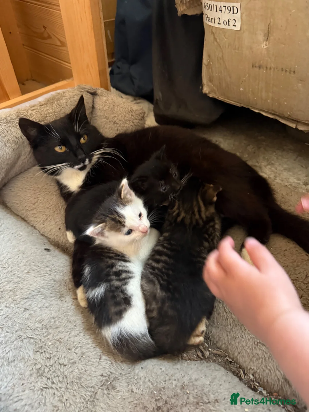 Mixed Breed cats for sale: Kittens for sale  - Advert 2