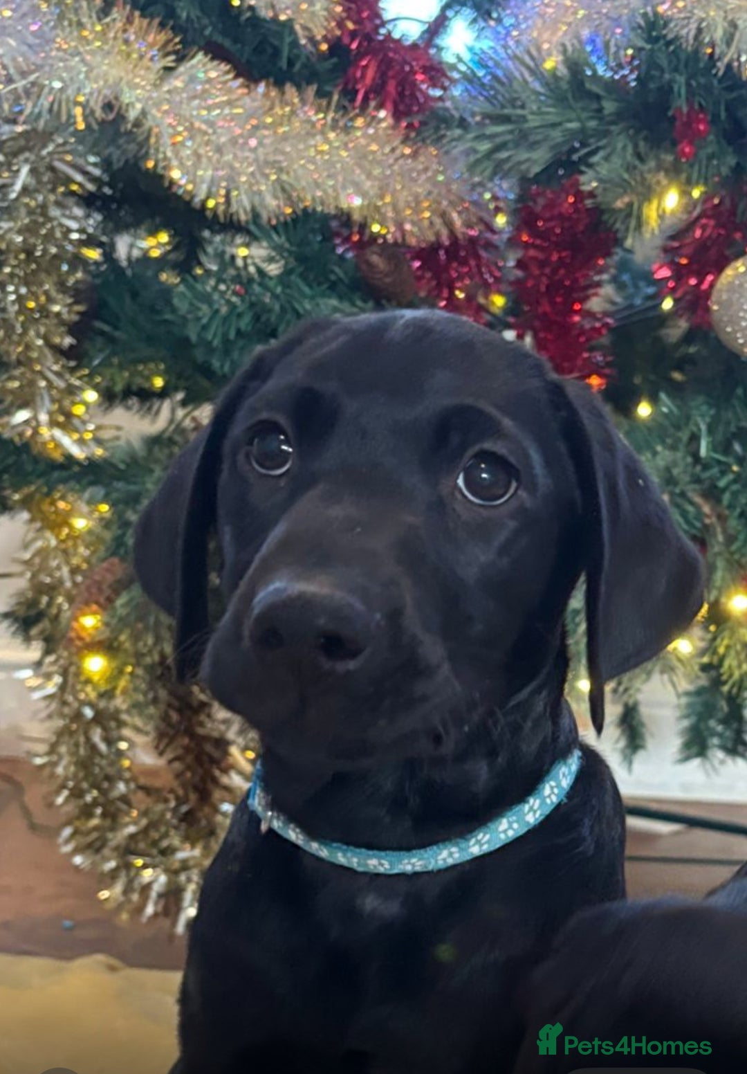 Labrador Retriever dogs for sale: KC Fully Health Tested Outstanding Working Line - Advert 4