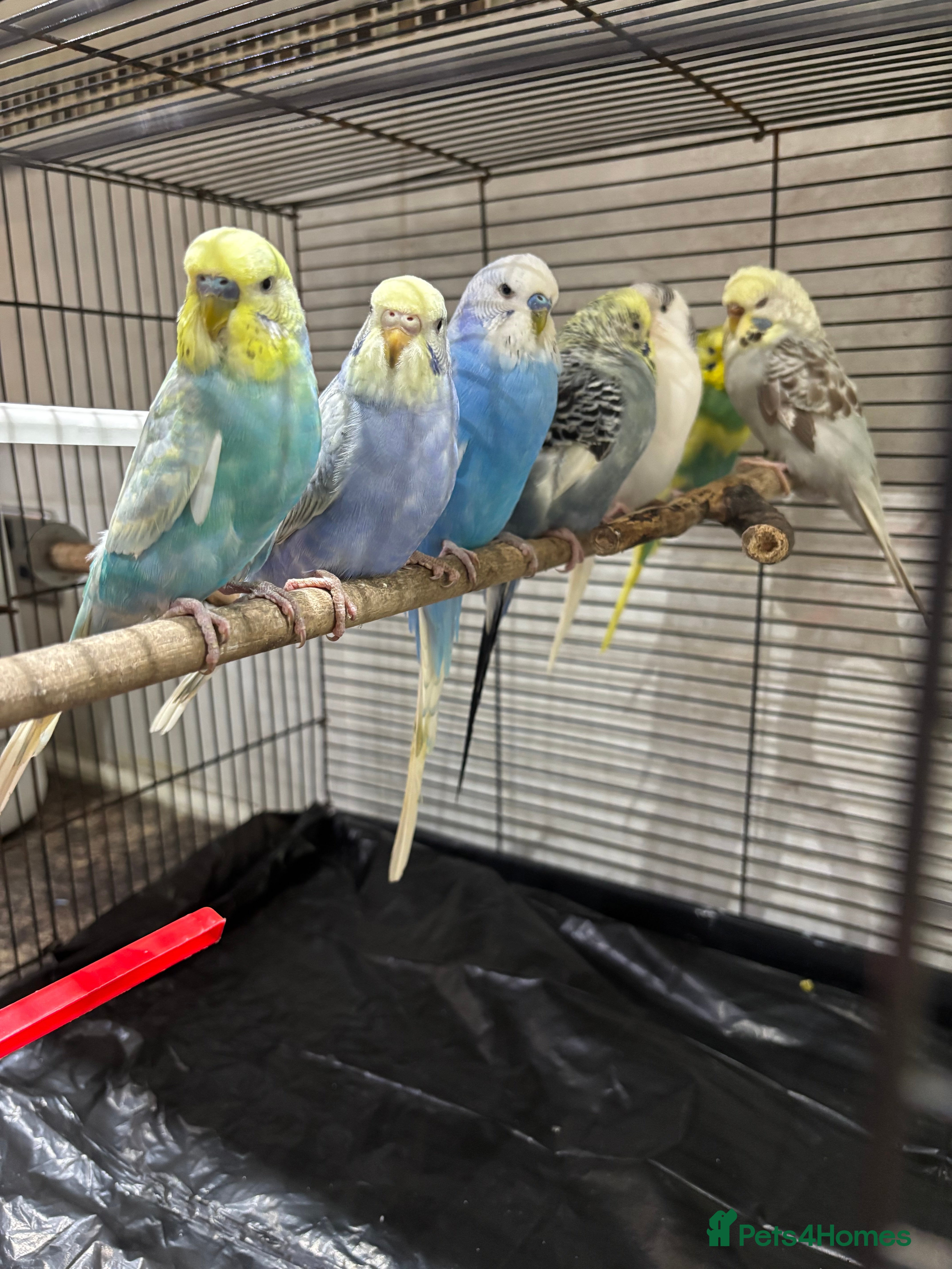 Budgerigars birds 7 beautiful coloured budgies with cage - Advert 9