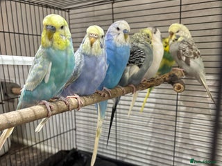 Budgerigars birds 7 beautiful coloured budgies with cage - Advert 2