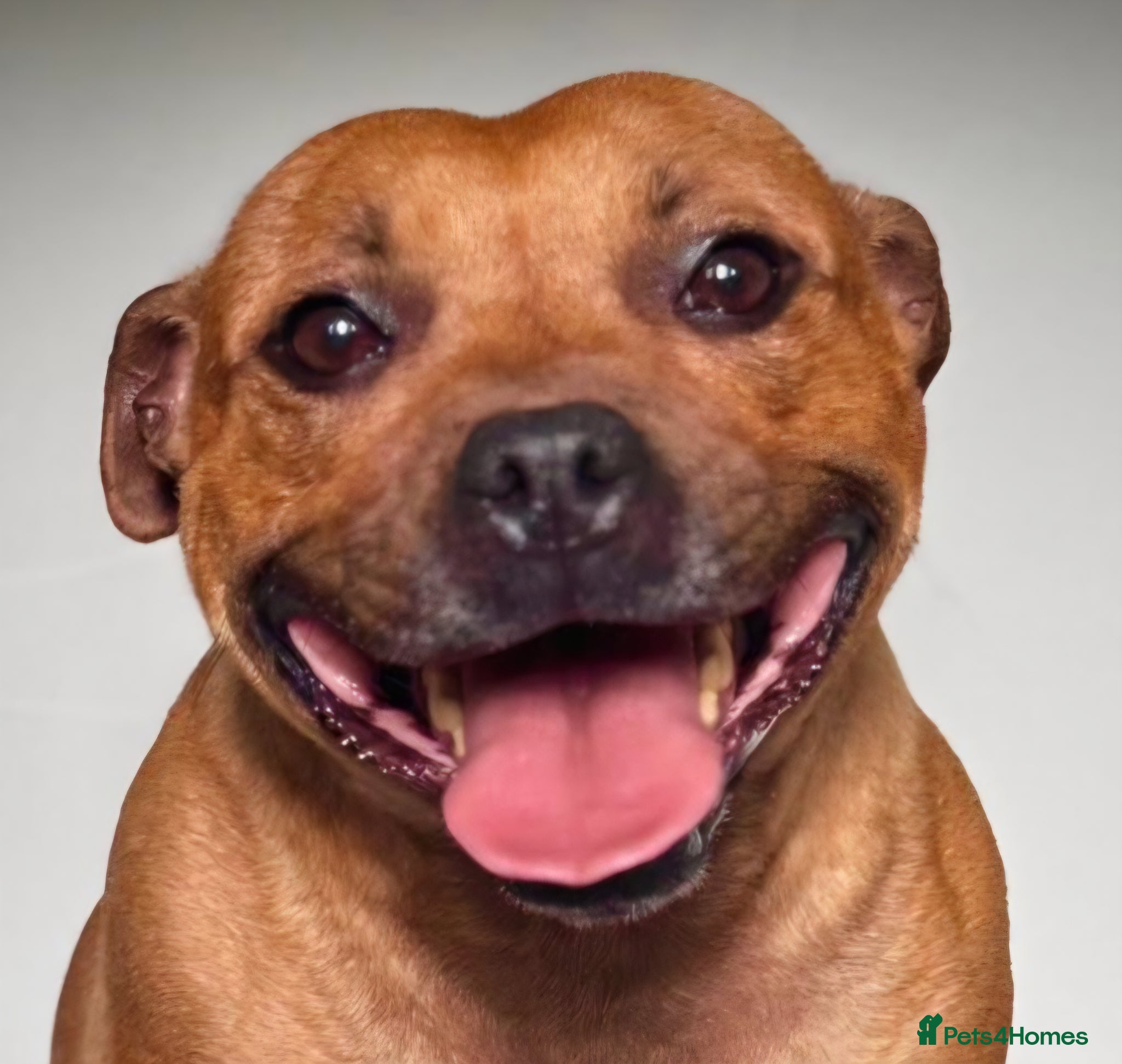 Staffordshire Bull Terrier dogs Dora is looking for her forever home. - Advert 1