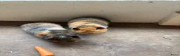 Guinea Pig rodents for sale: Teddy guinea pigs  - Advert 7