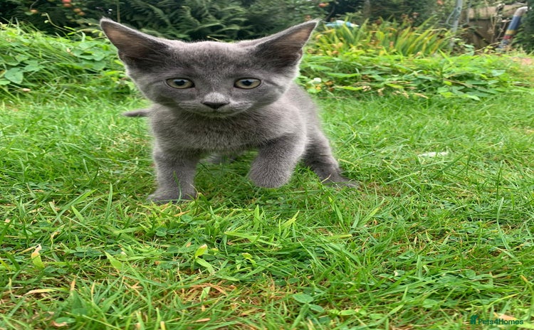 Mixed Breed cats - Advert 3