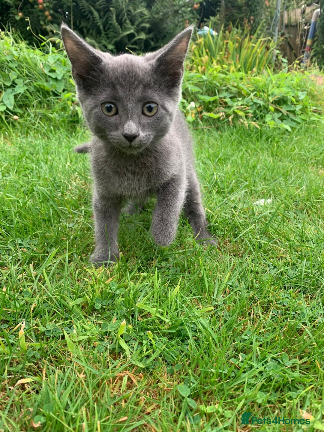 Mixed Breed cats for sale: Beautiful kittens ready now - Image 1