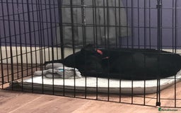 Mixed Breed dogs for sale: Female 7 month old Lurcher for SALE - Image 2