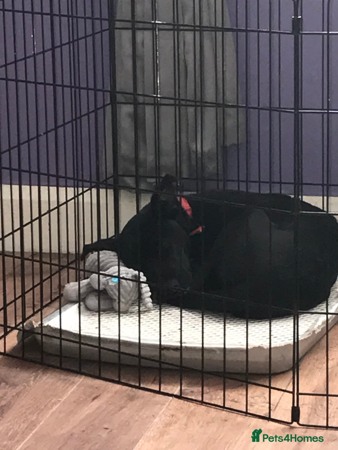 Mixed Breed dogs for sale: Female 7 month old Lurcher for SALE - Image 2