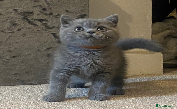 British Shorthair cats - Advert 14
