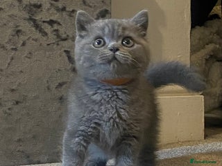 British Shorthair cats - Advert 19