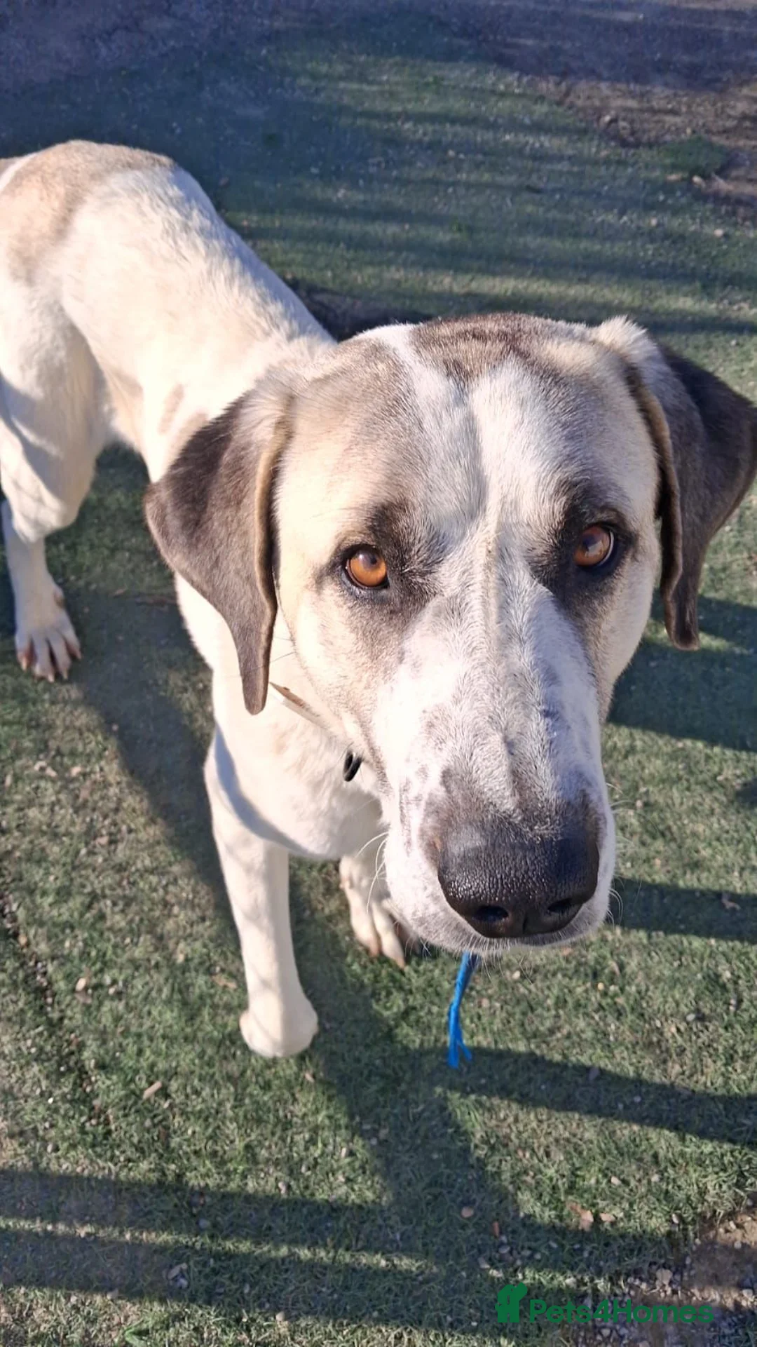 Mixed Breed dogs for adoption: Snoop❤️🐾 - Advert 1