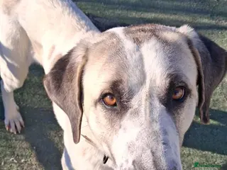 Mixed Breed dogs Snoop❤️🐾 - Advert 1