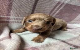 Miniature Dachshund dogs for sale: Miniature dachshunds  - Image 4