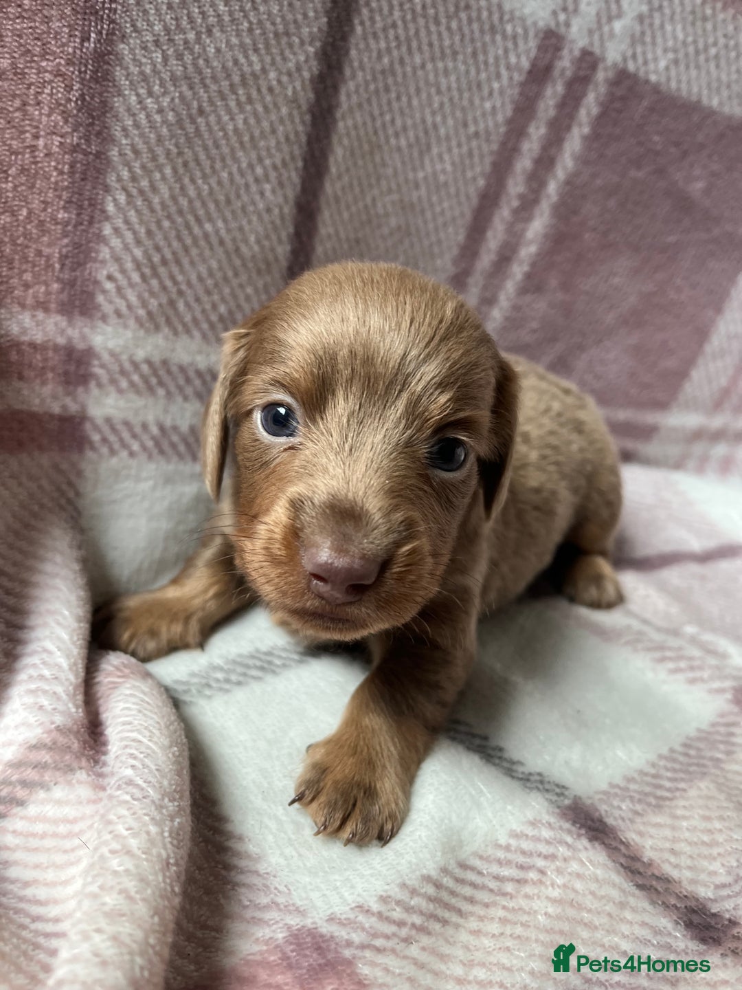 Miniature Dachshund dogs for sale: Miniature dachshunds  - Image 4