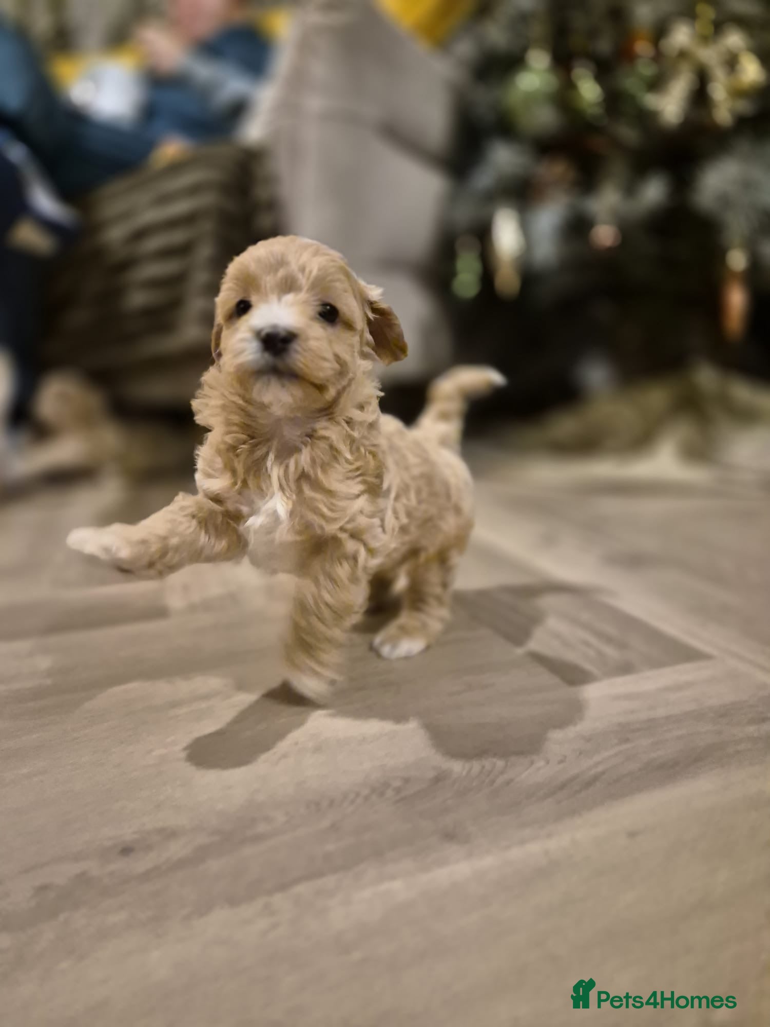 Lhasapoo dogs Lhasa apso x Toy poodle (hypoallergenic) lhasapoos - Advert 1