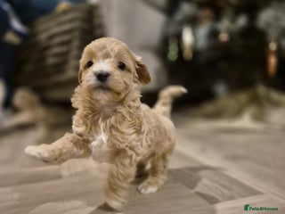 Lhasapoo dogs Lhasa apso x Toy poodle (hypoallergenic) lhasapoos - Advert 4