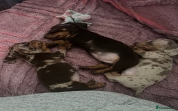 Dachshund dogs for sale: Beautiful miniature dachshunds  - Image 21