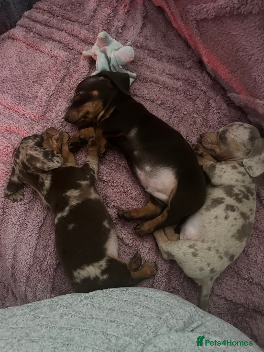 Dachshund dogs for sale: Beautiful miniature dachshunds  - Image 21