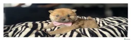 Chow Chow dogs for sale: Chow chow pups 1 red boy left  - Advert 7