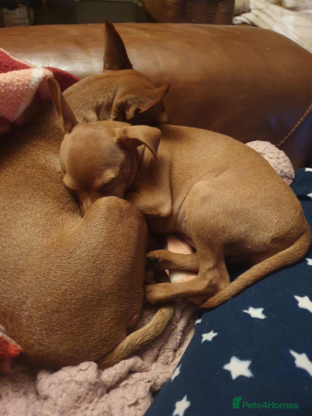 Miniature Pinscher dogs for sale: Miniature pinscher stag red boy  - Advert 6