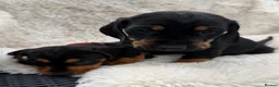 Mixed Breed dogs for sale: Beautiful litter of docker puppies chocolate:silve - Advert 13