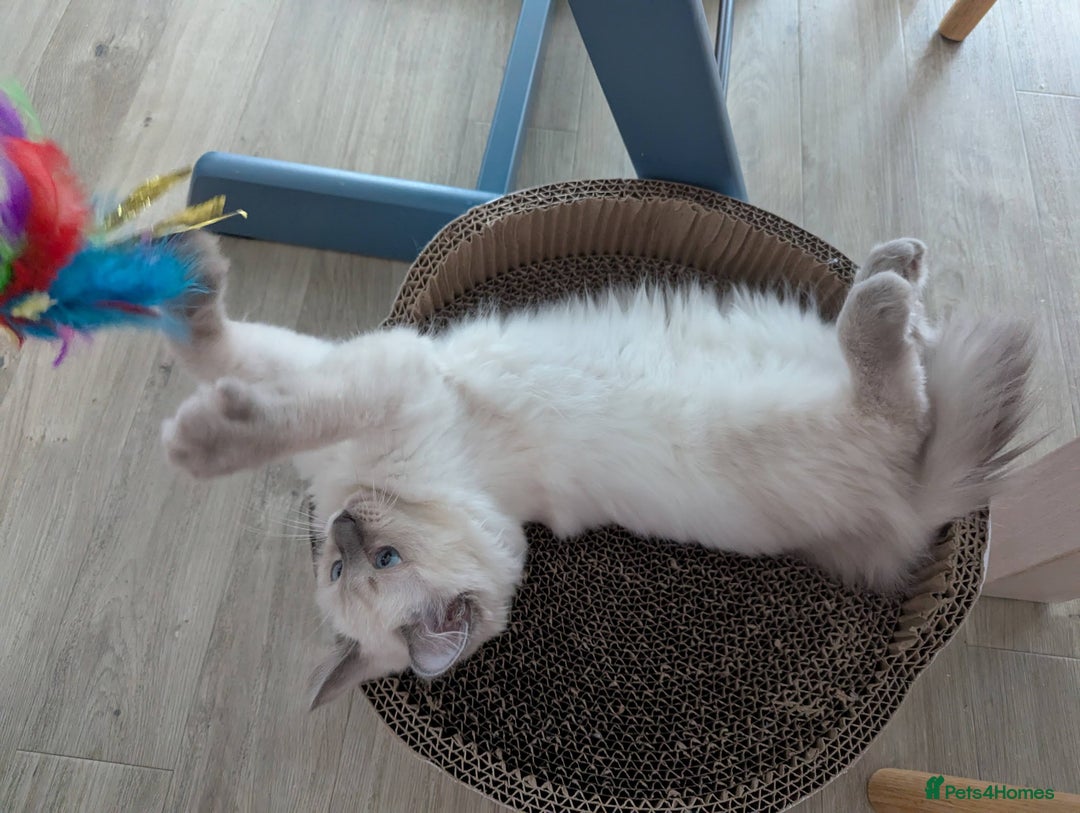Ragdoll cats for sale: Male Ragdoll Seeks Loving Home💙 - Image 11