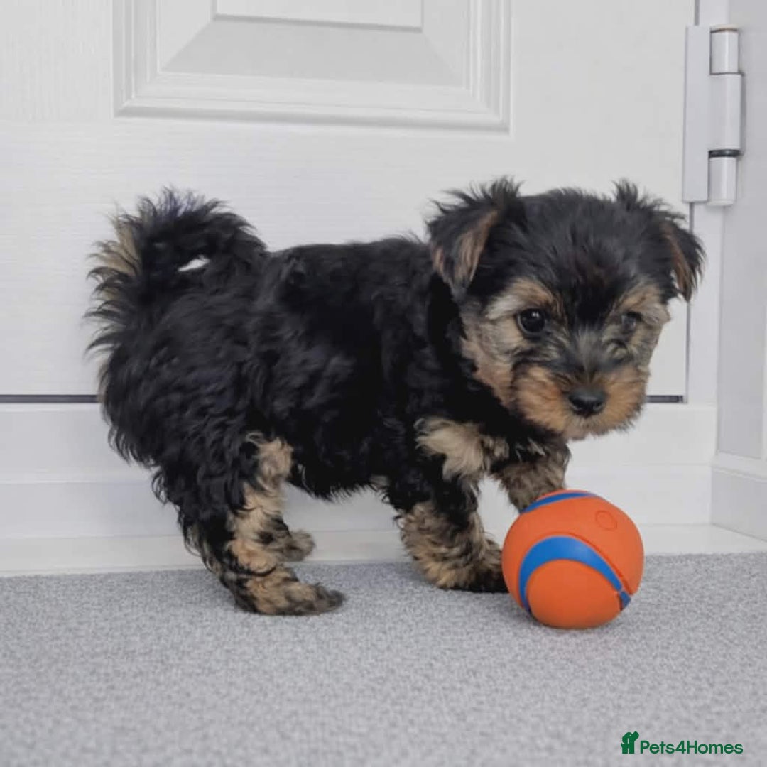 Yorkshire Terrier dogs for sale: Yorkshire terrier for sale - Advert 4