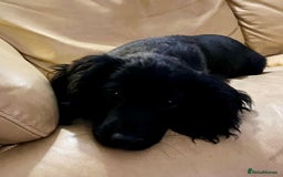 Cocker Spaniel dogs for sale: Gorgeous KC Working Cocker Spaniel Puppy Available - Image 12