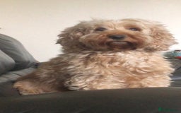 Cockapoo dogs for sale: Stunning cockapoo boys for sale  - Image 14