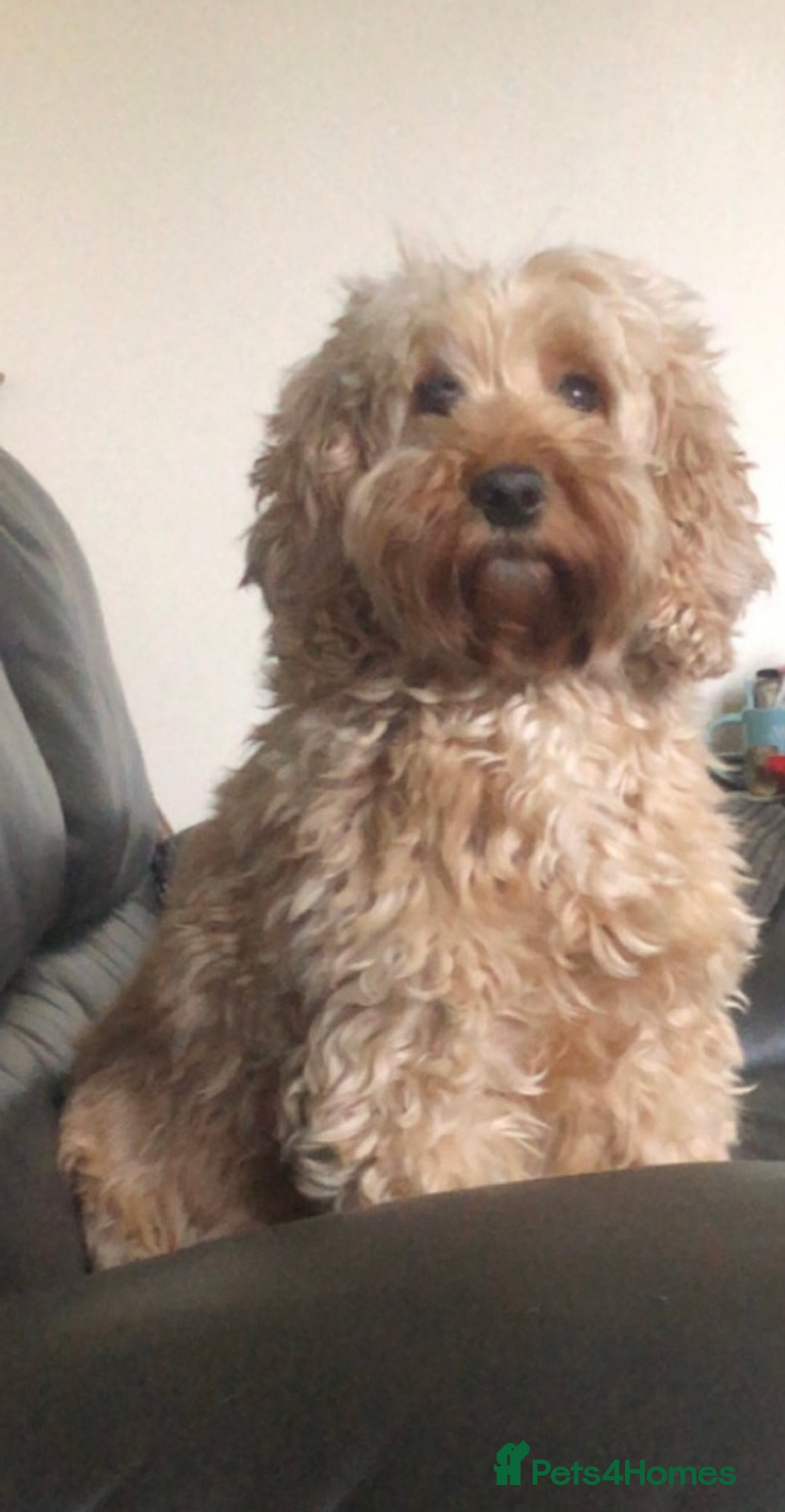 Cockapoo dogs for sale: Stunning cockapoo boys for sale  - Image 14