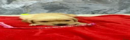 Golden Retriever dogs for sale: 9 beautiful golden retriever puppies - Advert 11