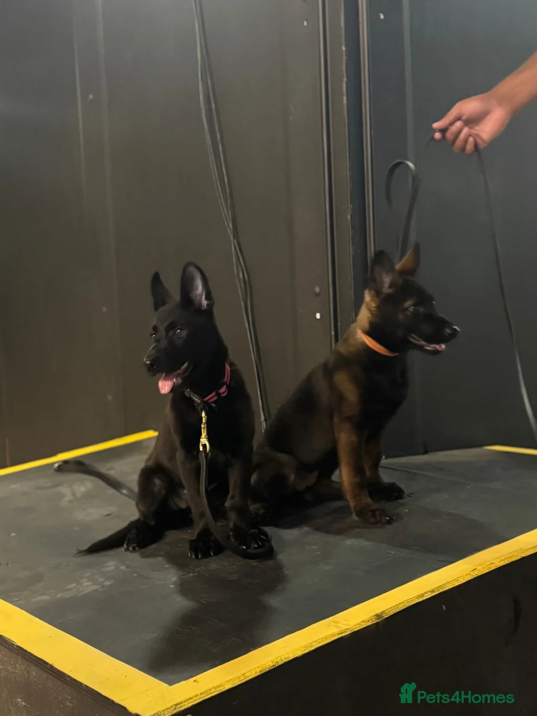 Mixed Breed dogs for sale: German Shepard X Malinois puppy  - Advert 2