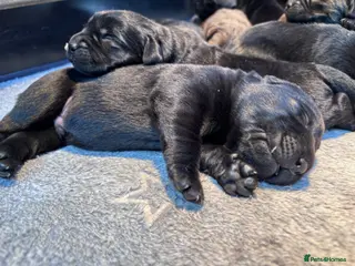 Labrador Retriever dogs True Show Line Chunky Labrador Puppies - Advert 9