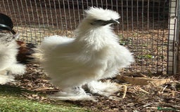 Chickens poultry for sale: Silkie youngsters this year hatch x2 - Image 2