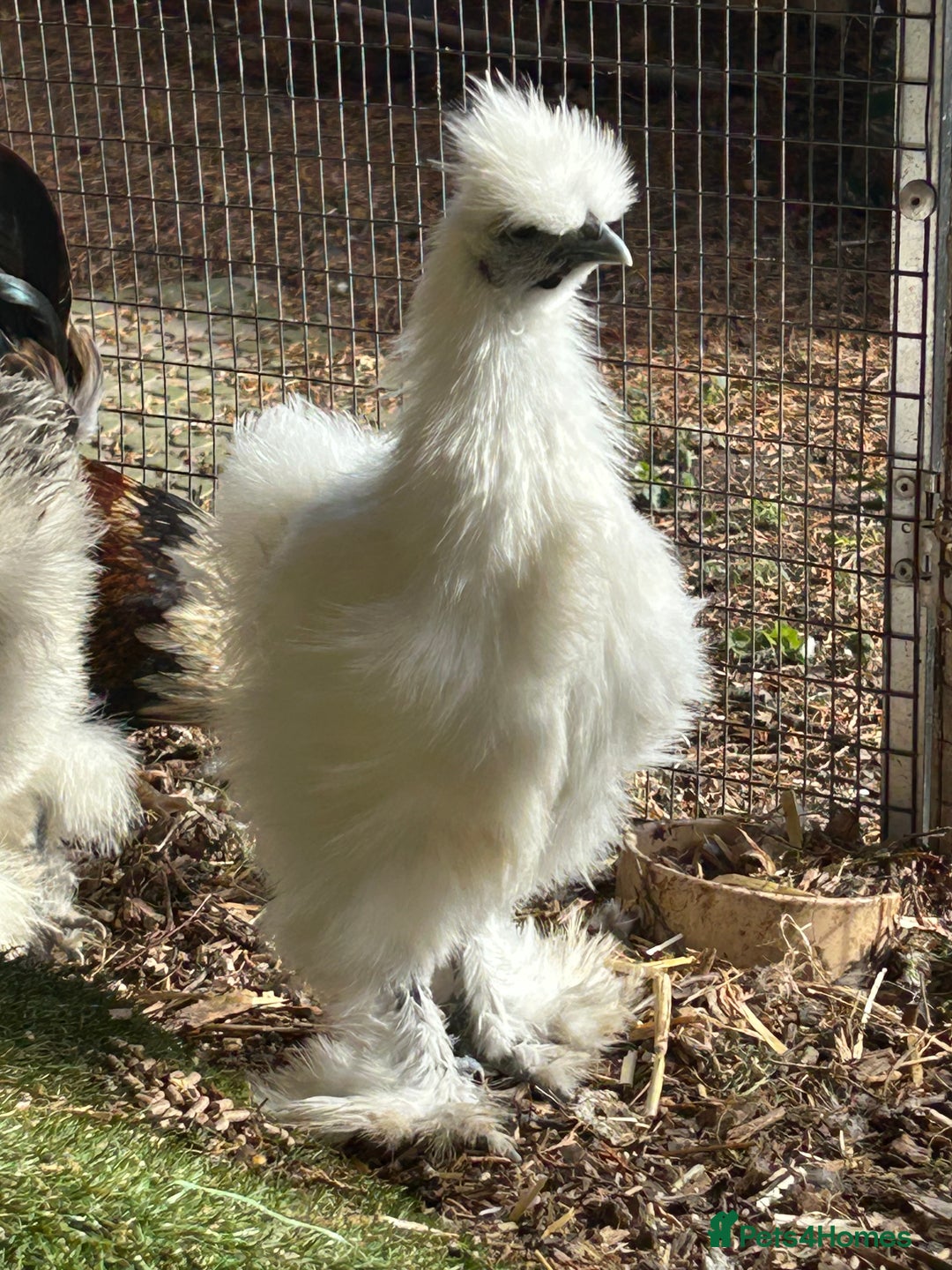 Chickens poultry for sale: Silkie youngsters this year hatch x2 - Image 2