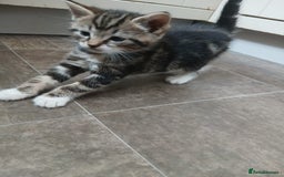 Mixed Breed cats for sale: Kittens for sale - Image 7