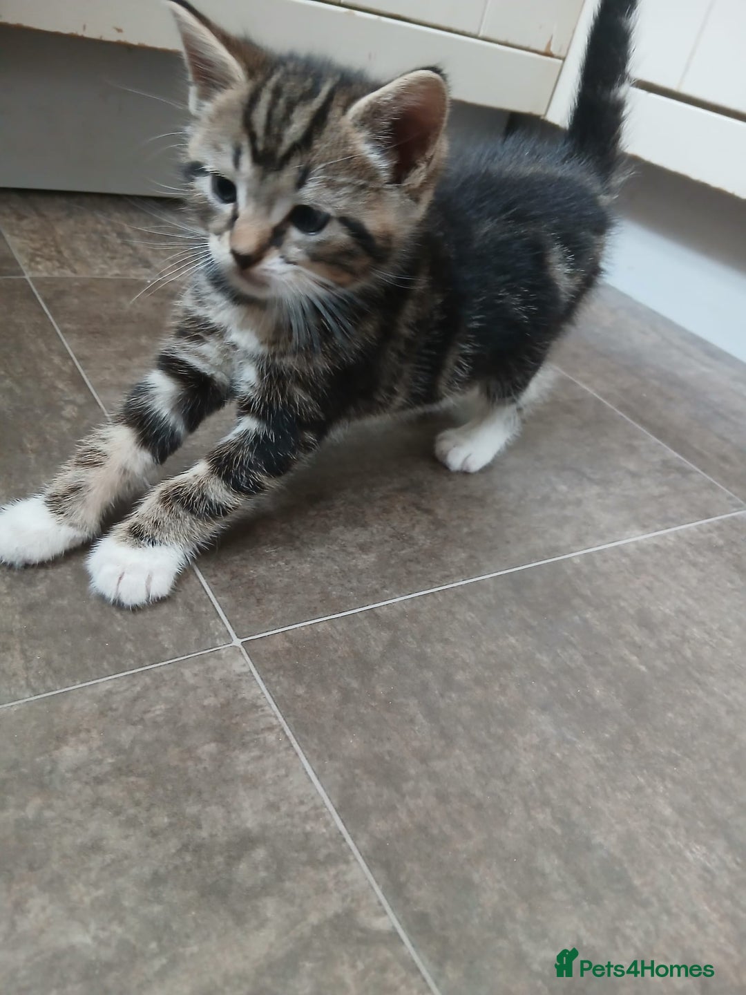 Mixed Breed cats for sale: Kittens for sale - Image 7