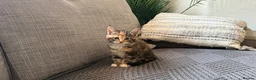 Maine Coon cats for sale: Beautiful half Maine coon kittens available.  in Bristol - Advert 12
